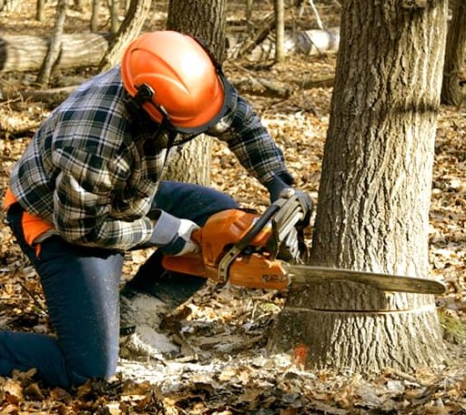 Tree Removal in Sharon, KS